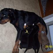 Rottweiler Ishia