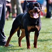 Rottweiler Ishia