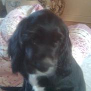 Cocker spaniel Rufus