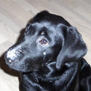 Labrador retriever Sille <3