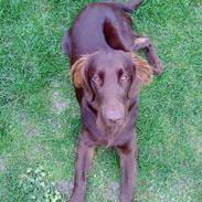 Flat coated retriever Duffy
