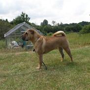 Shar pei Raya