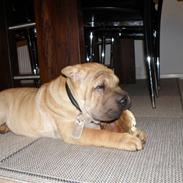 Shar pei Raya