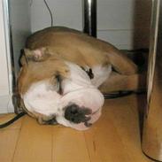 Engelsk bulldog Loui