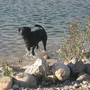 Labrador retriever Jessie
