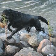 Labrador retriever Jessie
