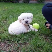 Blanding af racer magnus (: