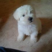 Blanding af racer magnus (: