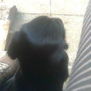 Cocker spaniel Rufus