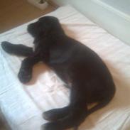 Cocker spaniel Rufus