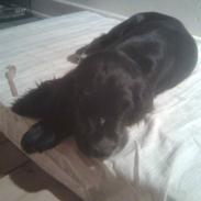 Cocker spaniel Rufus