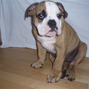 Engelsk bulldog Loui