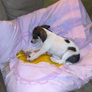 Dansk svensk gaardhund *SILKE*