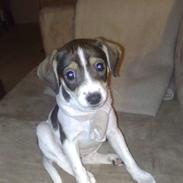 Dansk svensk gaardhund *SILKE*