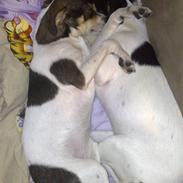 Dansk svensk gaardhund *SILKE*