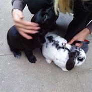 Cocker spaniel Milli <3