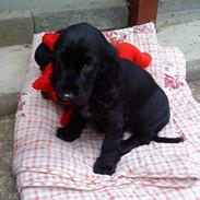 Cocker spaniel Milli <3