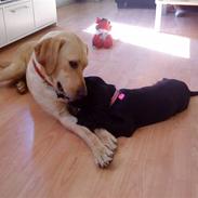 Cocker spaniel Milli <3