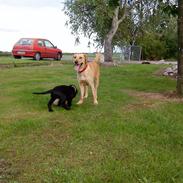 Cocker spaniel Milli <3