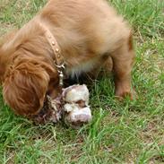 Cavalier king charles spaniel Lady Duchess