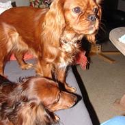 Cavalier king charles spaniel Lady Duchess