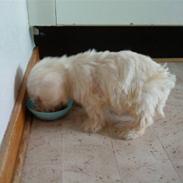 Blanding af racer magnus (: