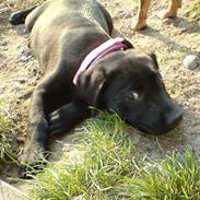 Blanding af racer Blackie