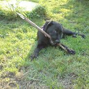 Blanding af racer Blackie