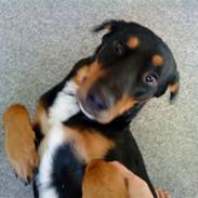 Blanding af racer simba