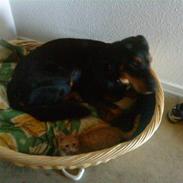 Blanding af racer simba