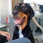 Blanding af racer simba