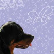 Rottweiler Sille