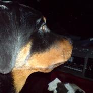Rottweiler Sille