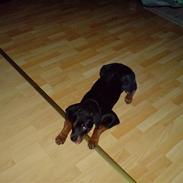 Rottweiler Sille