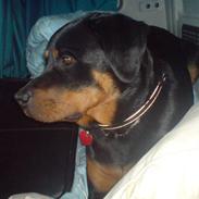 Rottweiler Sille