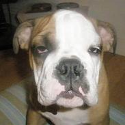 Engelsk bulldog Loui