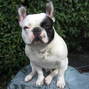 Fransk bulldog Spike
