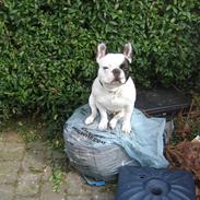 Fransk bulldog Spike