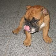 Engelsk bulldog Carlos