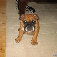 Engelsk bulldog Carlos