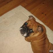 Engelsk bulldog Carlos