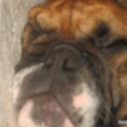 Engelsk bulldog Carlos