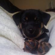 Chihuahua Bubii