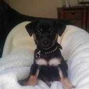 Chihuahua Bubii