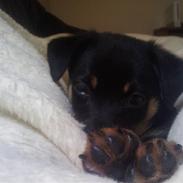 Chihuahua Bubii