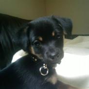 Chihuahua Bubii