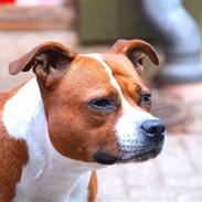 Staffordshire bull terrier Nella