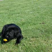 Labrador retriever Molly