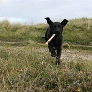 Labrador retriever Molly