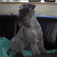 Kerry blue terrier Kordes White Diamond